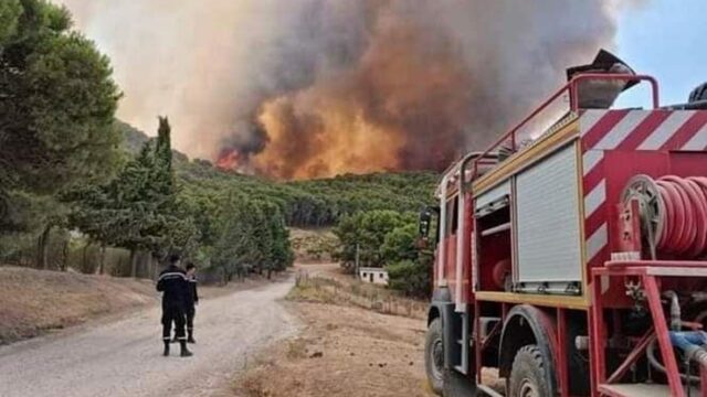 مقارنة بصائفة 2025 : ارتفاع المساحات الغابية المحروقة في تونس بنسبة 500 % هذا العام